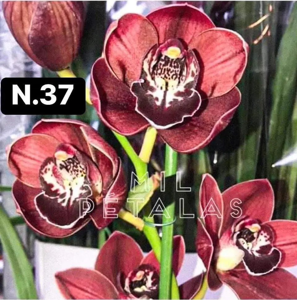 PACK Orquídeas Cymbidium de Coleção com 3/4 bolbos cada 37