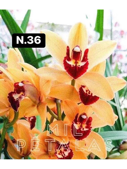 Orquídea Cymbidium laranja