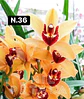 PACK Orquídeas Cymbidium de Coleção com 3/4 bolbos cada - Miniatura 36