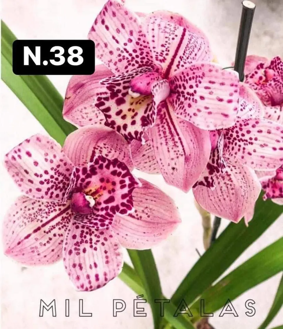 PACK Orquídeas Cymbidium de Coleção com 3/4 bolbos cada 38