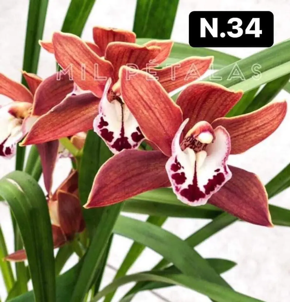 PACK Orquídeas Cymbidium de Coleção com 3/4 bolbos cada 34