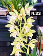 PACK Orquídeas Cymbidium de Coleção com 3/4 bolbos cada - Miniatura 33