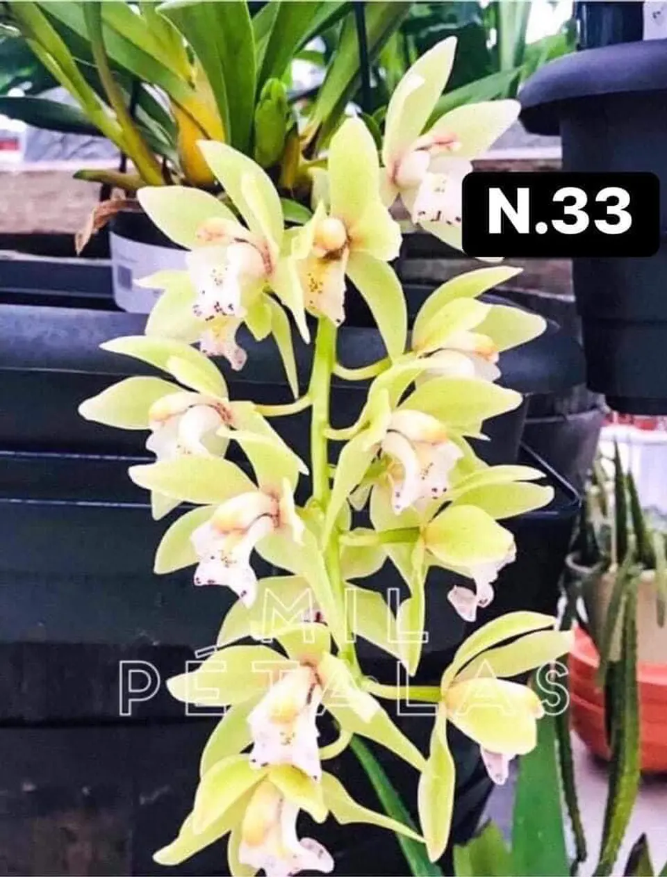 PACK Orquídeas Cymbidium de Coleção com 3/4 bolbos cada 33