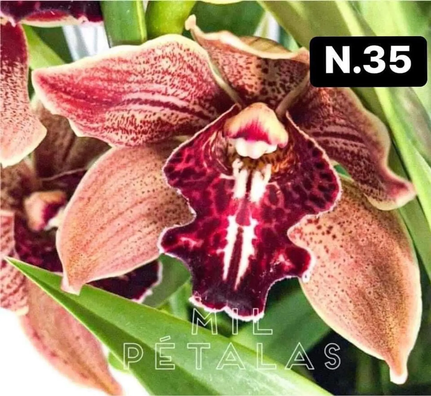 PACK Orquídeas Cymbidium de Coleção com 3/4 bolbos cada 35