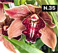 PACK Orquídeas Cymbidium de Coleção com 3/4 bolbos cada - Miniatura 35