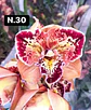 PACK Orquídeas Cymbidium de Coleção com 3/4 bolbos cada - Miniatura 30