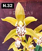 PACK Orquídeas Cymbidium de Coleção com 3/4 bolbos cada - Miniatura 32