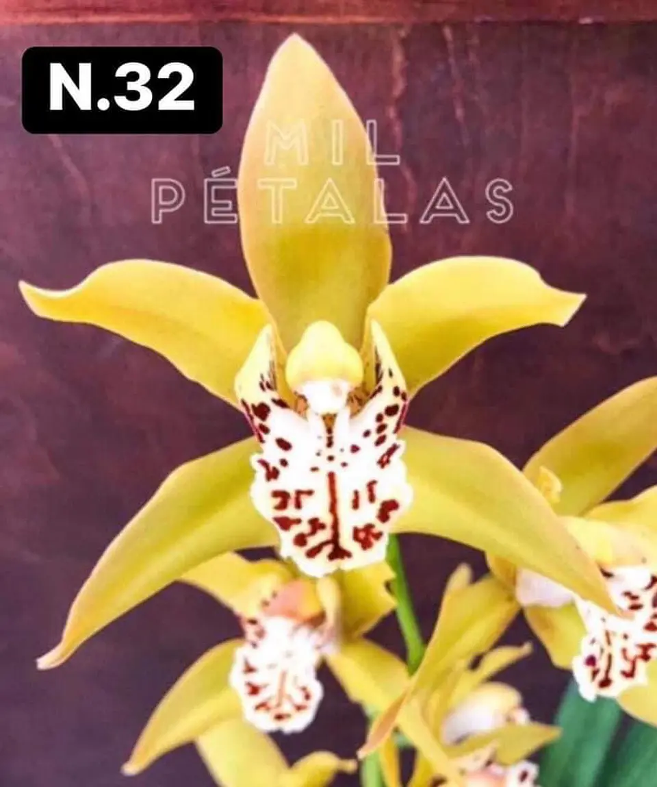 PACK Orquídeas Cymbidium de Coleção com 3/4 bolbos cada 32