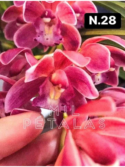 Orquídea Cymbidium framboesa