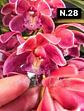 PACK Orquídeas Cymbidium de Coleção com 3/4 bolbos cada - Miniatura 28