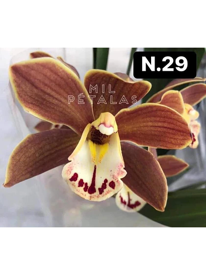 Orquídea Cymbidium cobre