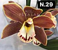 PACK Orquídeas Cymbidium de Coleção com 3/4 bolbos cada - Miniatura 29