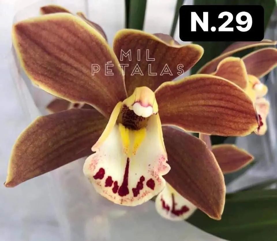 PACK Orquídeas Cymbidium de Coleção com 3/4 bolbos cada 29
