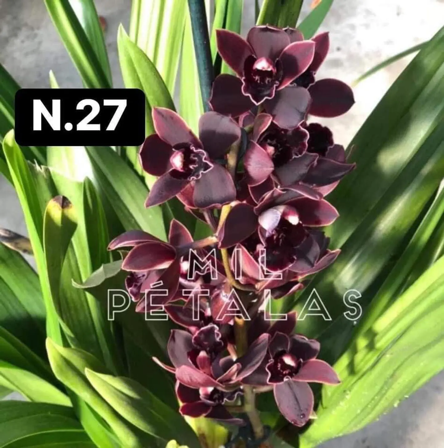 PACK Orquídeas Cymbidium de Coleção com 3/4 bolbos cada 27