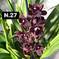 PACK Orquídeas Cymbidium de Coleção com 3/4 bolbos cada - Miniatura 27