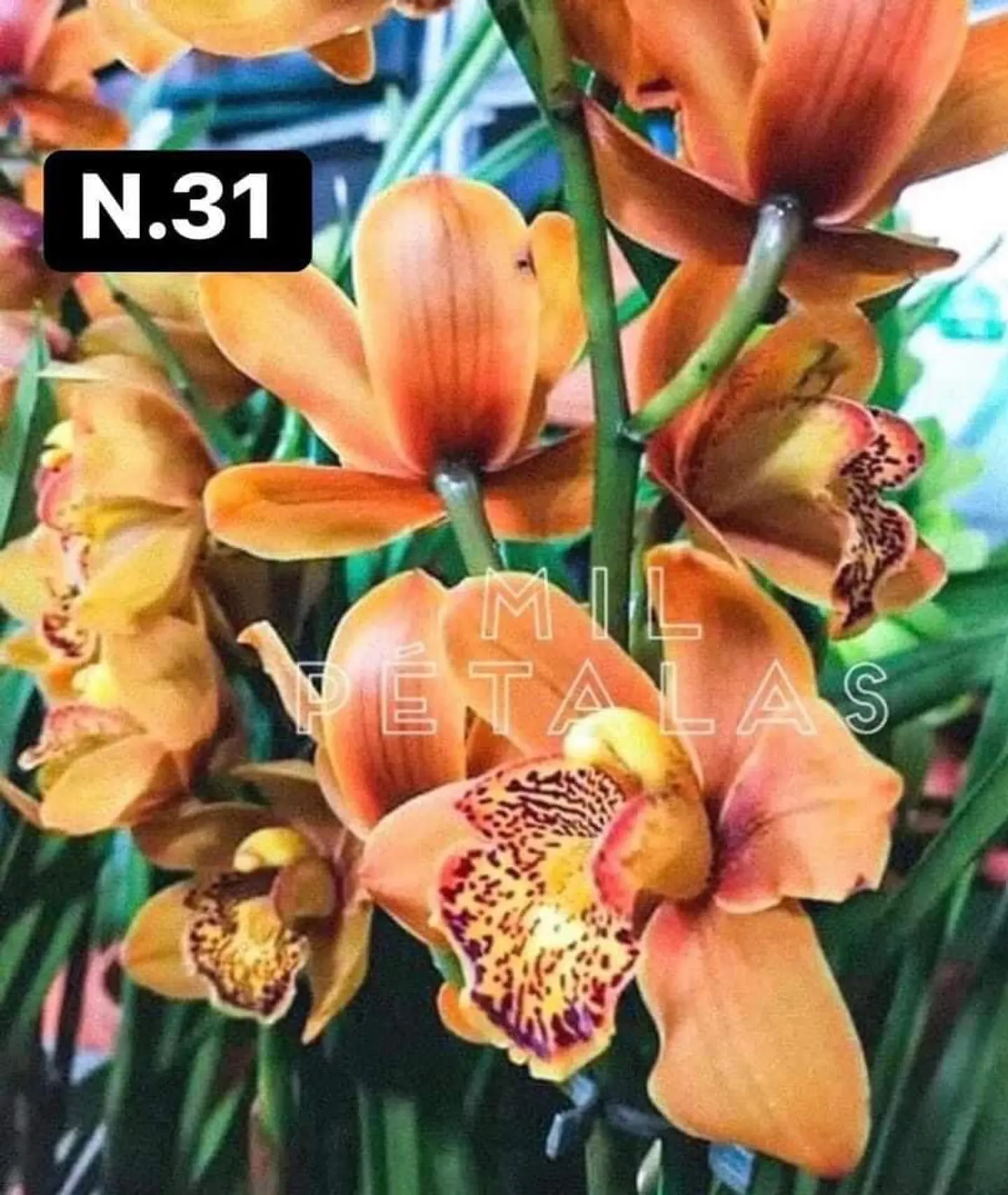 PACK Orquídeas Cymbidium de Coleção com 3/4 bolbos cada 31