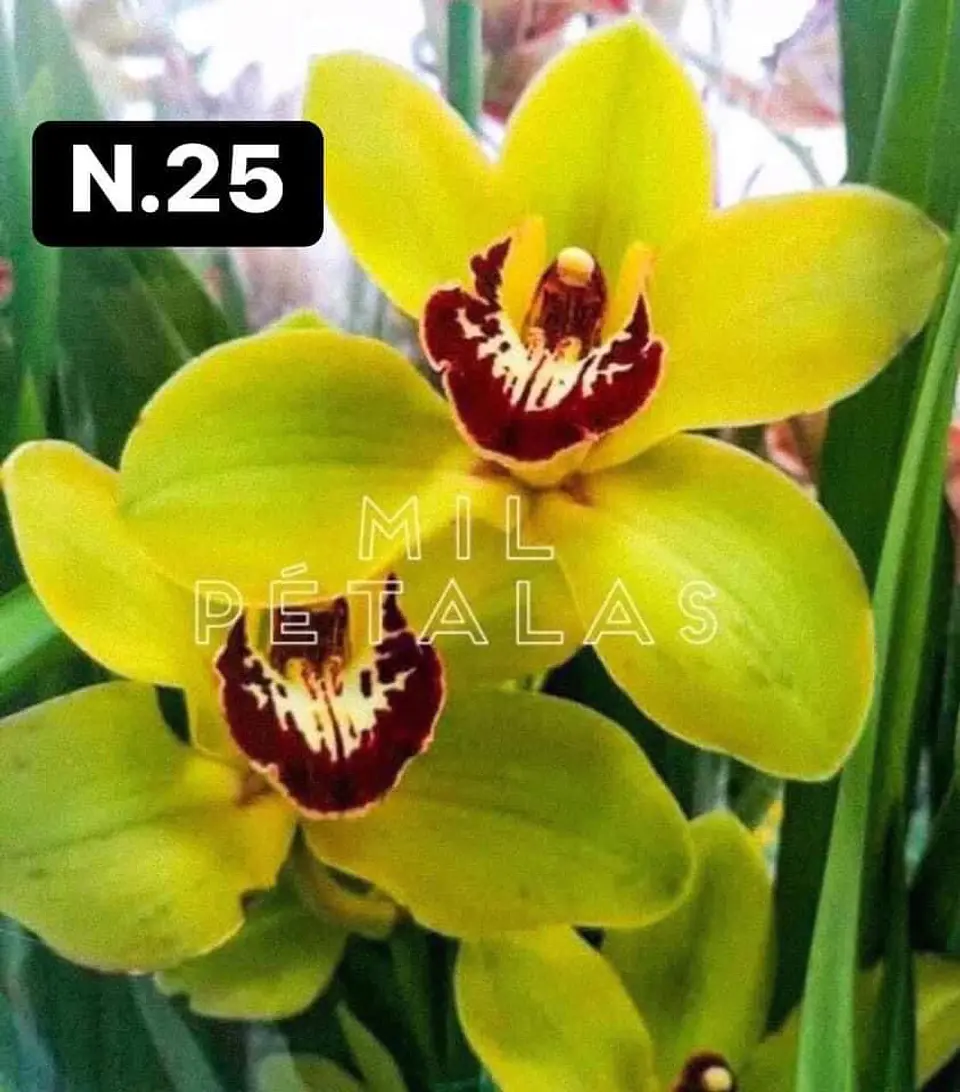 PACK Orquídeas Cymbidium de Coleção com 3/4 bolbos cada 25