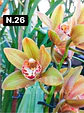 PACK Orquídeas Cymbidium de Coleção com 3/4 bolbos cada - Miniatura 26