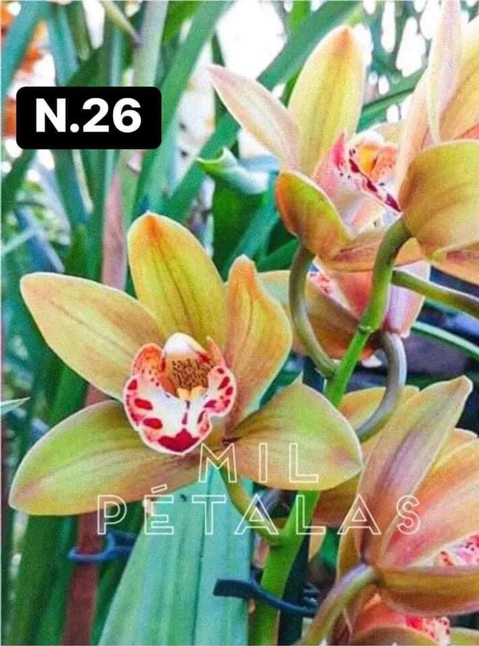 PACK Orquídeas Cymbidium de Coleção com 3/4 bolbos cada 26