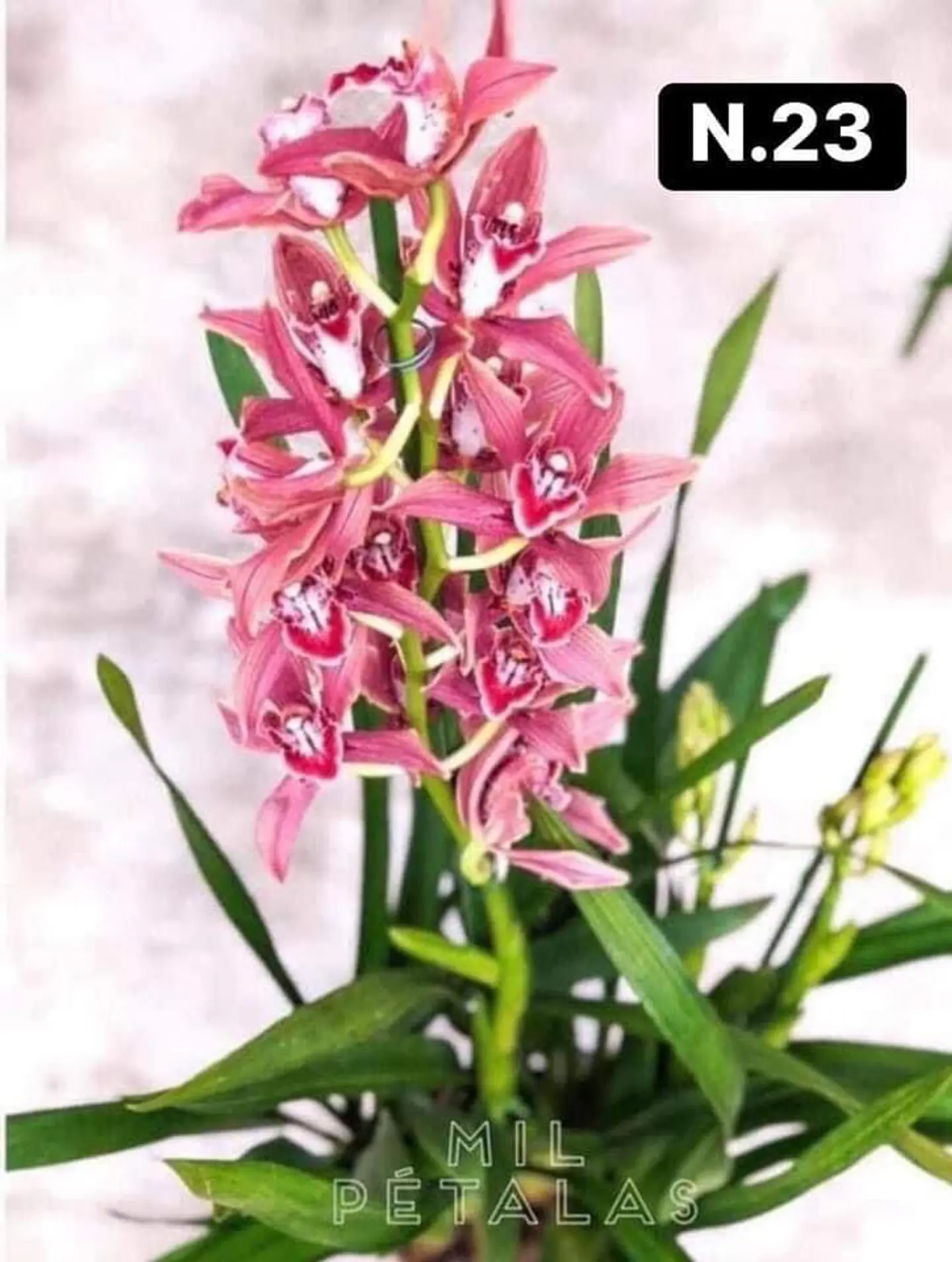PACK Orquídeas Cymbidium de Coleção com 3/4 bolbos cada 23