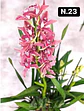 PACK Orquídeas Cymbidium de Coleção com 3/4 bolbos cada - Miniatura 23