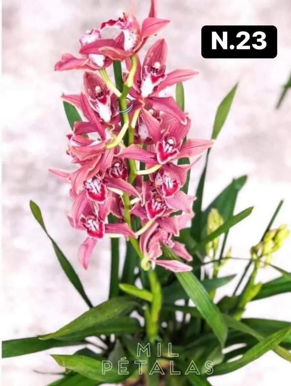 PACK Orquídeas Cymbidium de Coleção com 3/4 bolbos cada 23