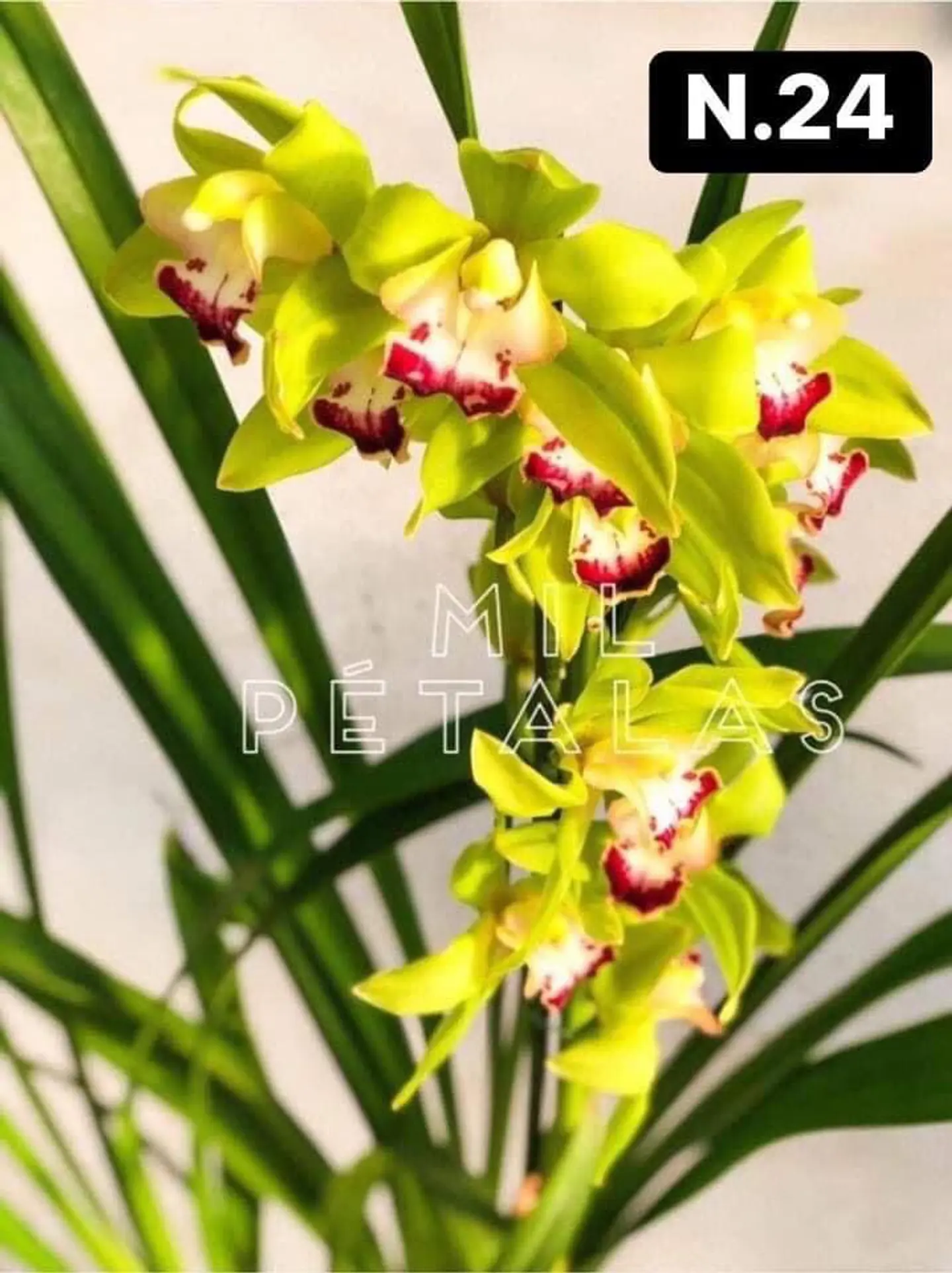 PACK Orquídeas Cymbidium de Coleção com 3/4 bolbos cada 24