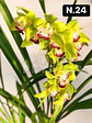 PACK Orquídeas Cymbidium de Coleção com 3/4 bolbos cada - Miniatura 24