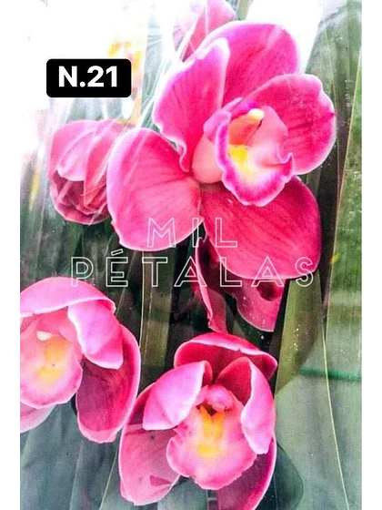 Orquídea Cymbidium fúcsia