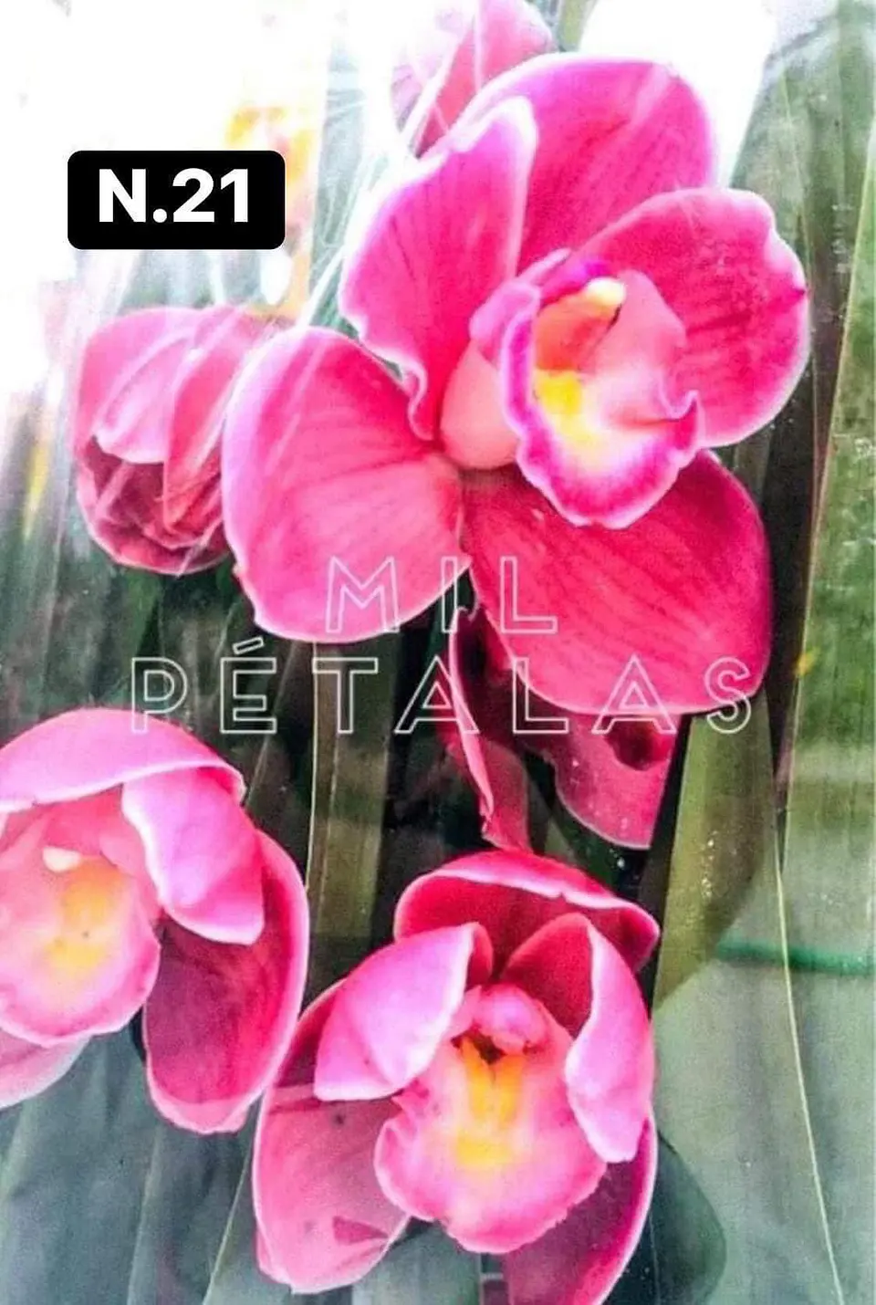 PACK Orquídeas Cymbidium de Coleção com 3/4 bolbos cada 21