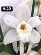 PACK Orquídeas Cymbidium de Coleção com 3/4 bolbos cada - Miniatura 22