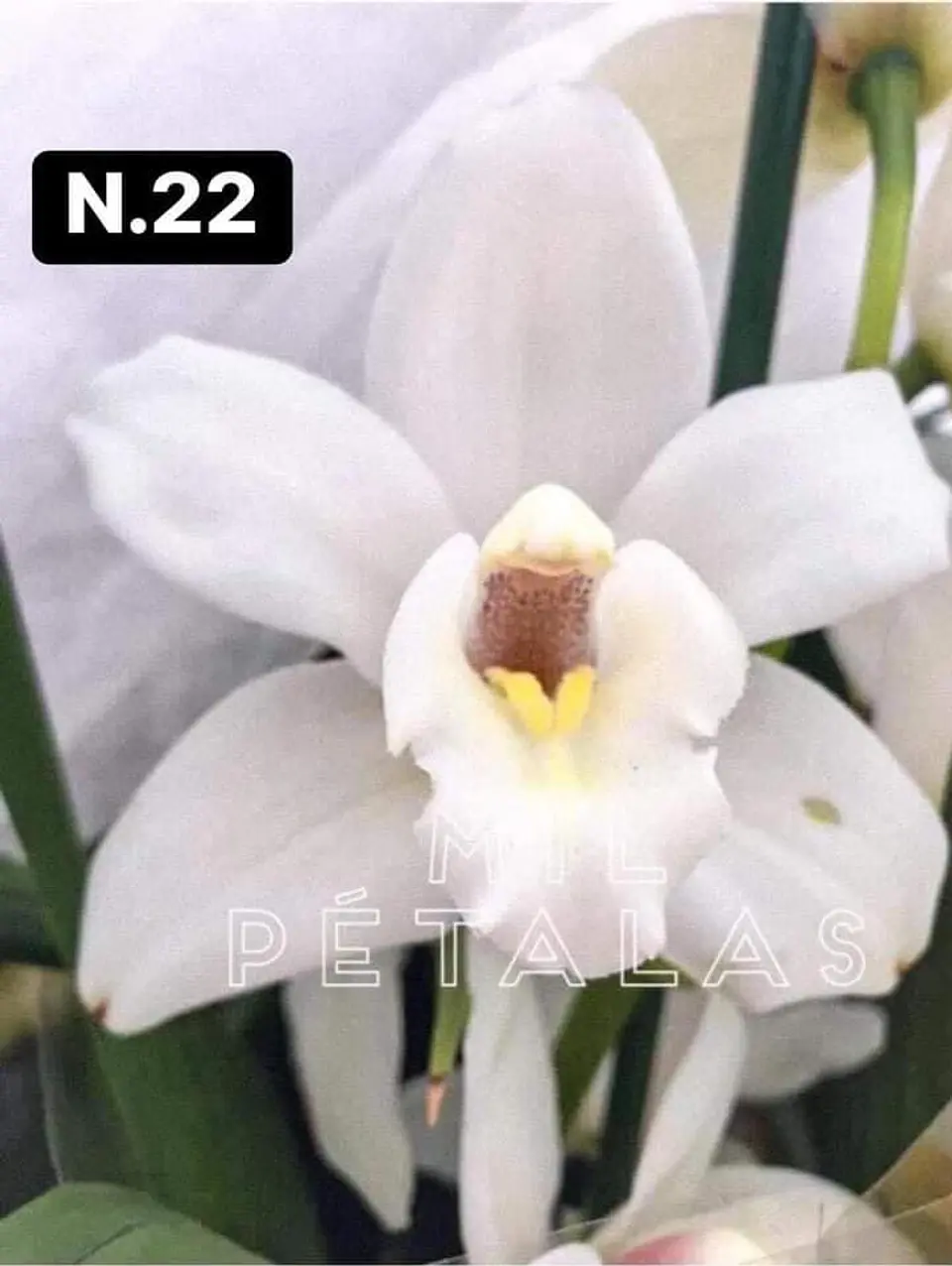 PACK Orquídeas Cymbidium de Coleção com 3/4 bolbos cada 22