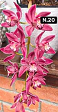 PACK Orquídeas Cymbidium de Coleção com 3/4 bolbos cada - Miniatura 20