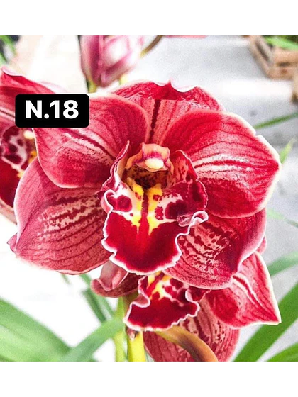 Orquídea Cymbidium vermelha