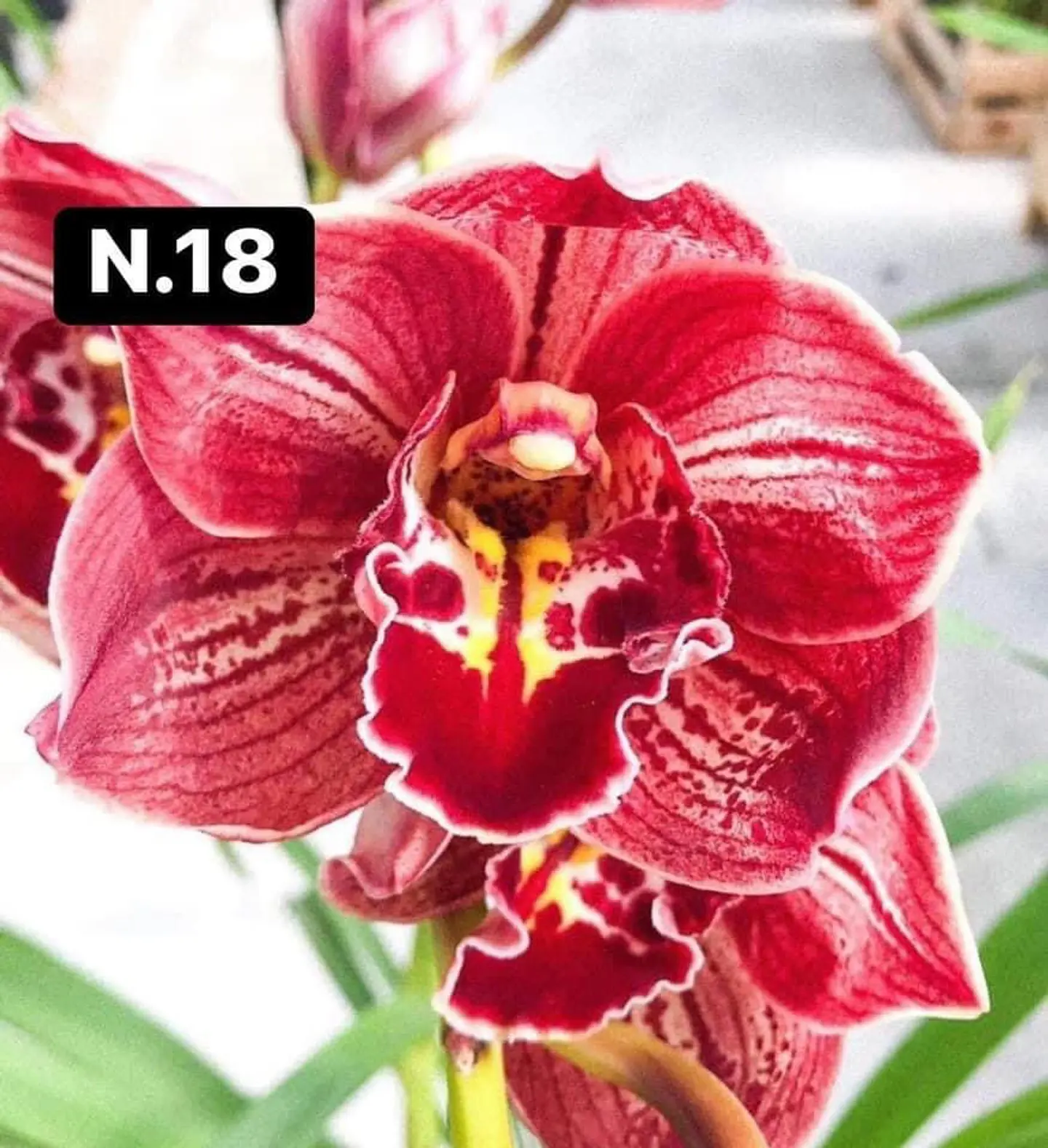 PACK Orquídeas Cymbidium de Coleção com 3/4 bolbos cada 18