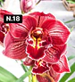 PACK Orquídeas Cymbidium de Coleção com 3/4 bolbos cada - Miniatura 18