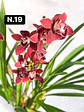 PACK Orquídeas Cymbidium de Coleção com 3/4 bolbos cada - Miniatura 19