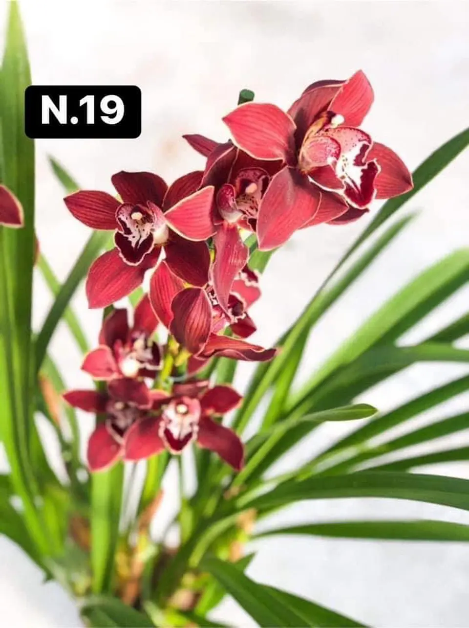 PACK Orquídeas Cymbidium de Coleção com 3/4 bolbos cada 19
