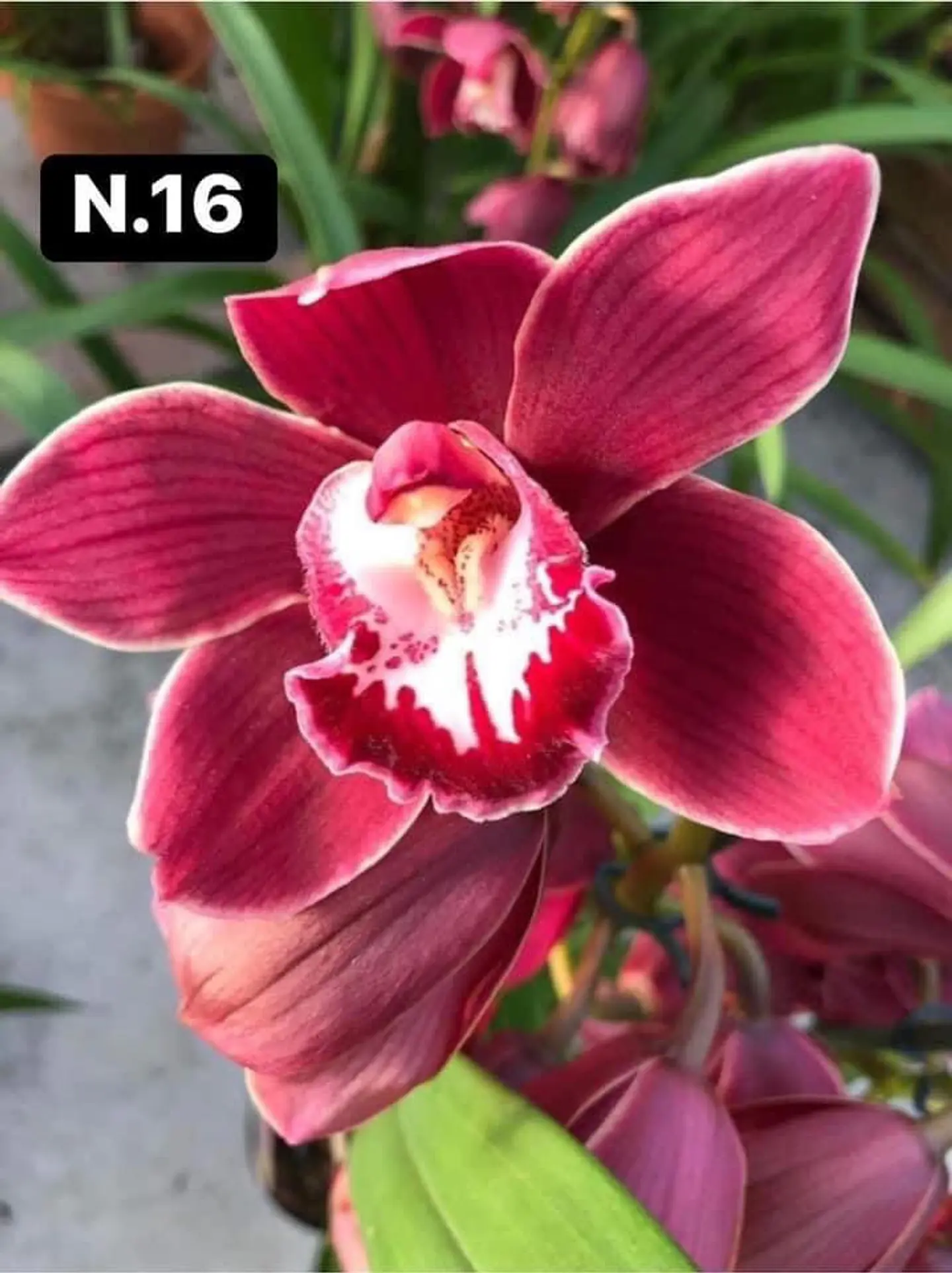 PACK Orquídeas Cymbidium de Coleção com 3/4 bolbos cada 16