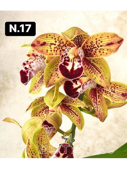 Orquídea Cymbidium dourada