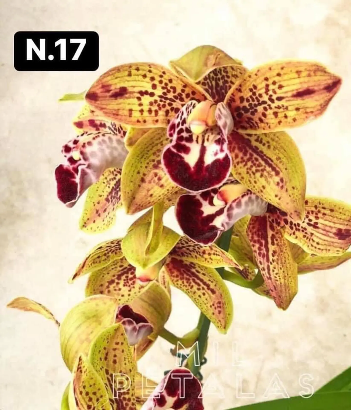 PACK Orquídeas Cymbidium de Coleção com 3/4 bolbos cada 17