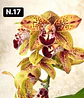 PACK Orquídeas Cymbidium de Coleção com 3/4 bolbos cada - Miniatura 17