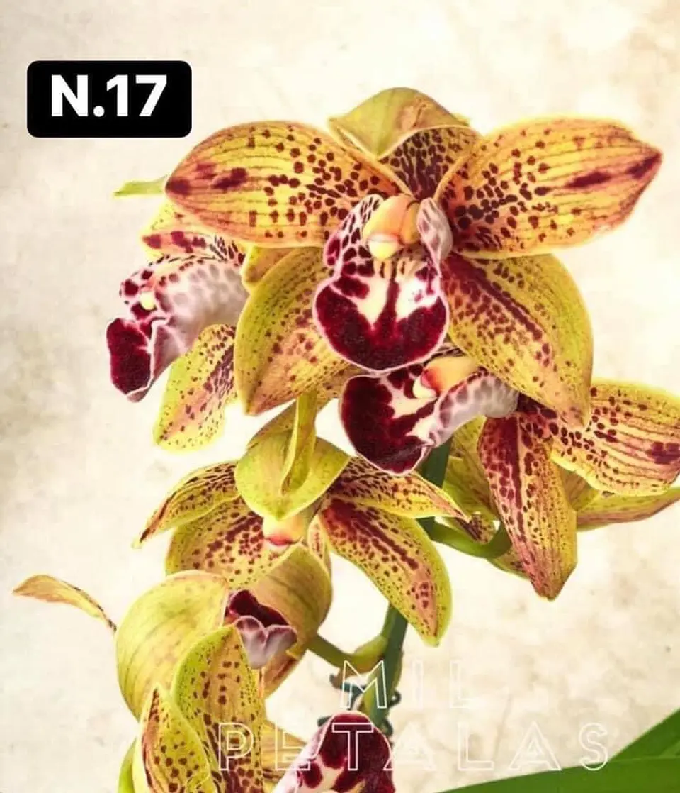 PACK Orquídeas Cymbidium de Coleção com 3/4 bolbos cada 17