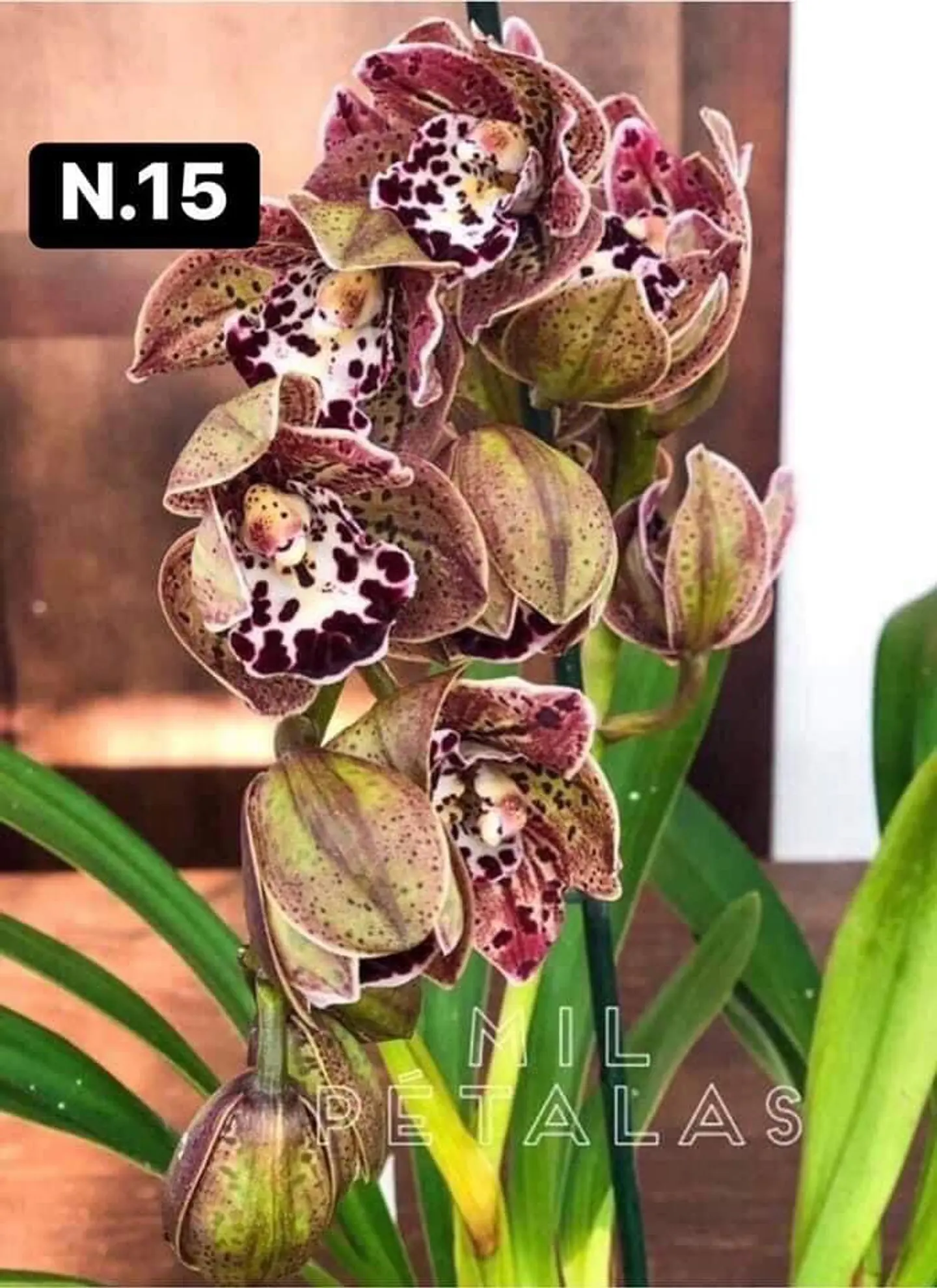 PACK Orquídeas Cymbidium de Coleção com 3/4 bolbos cada 15