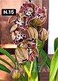 PACK Orquídeas Cymbidium de Coleção com 3/4 bolbos cada - Miniatura 15