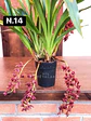 PACK Orquídeas Cymbidium de Coleção com 3/4 bolbos cada - Miniatura 14