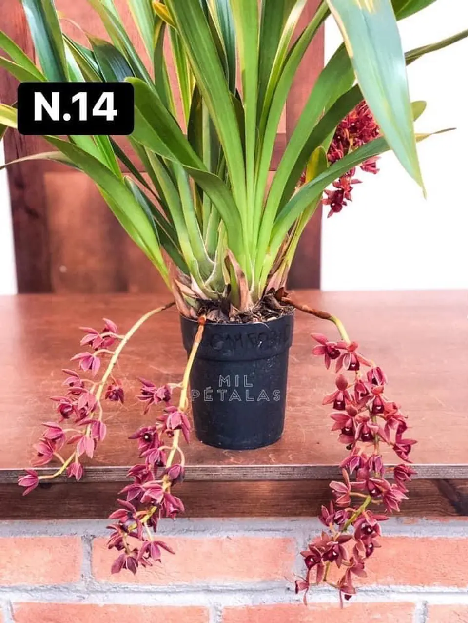 PACK Orquídeas Cymbidium de Coleção com 3/4 bolbos cada 14