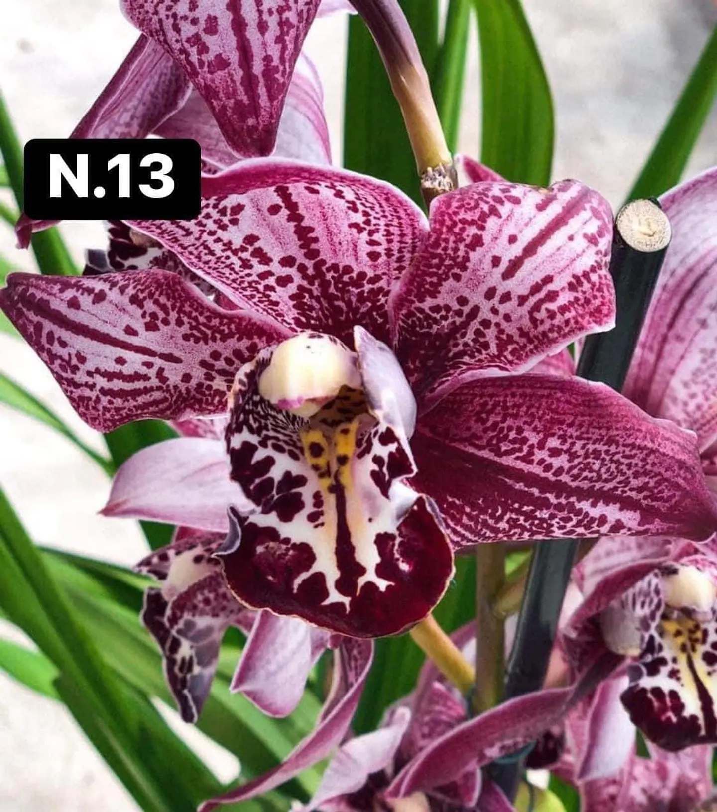 PACK Orquídeas Cymbidium de Coleção com 3/4 bolbos cada 13