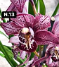 PACK Orquídeas Cymbidium de Coleção com 3/4 bolbos cada - Miniatura 13