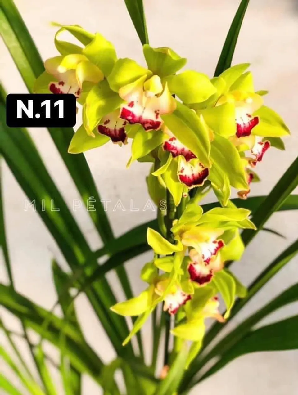 PACK Orquídeas Cymbidium de Coleção com 3/4 bolbos cada 11